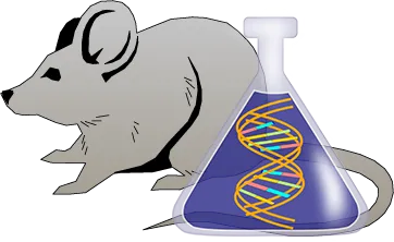 Mouse Factor IX Genetically Deficient Liver